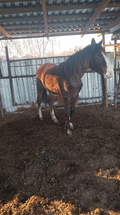 Продам кабылу и жеребчика