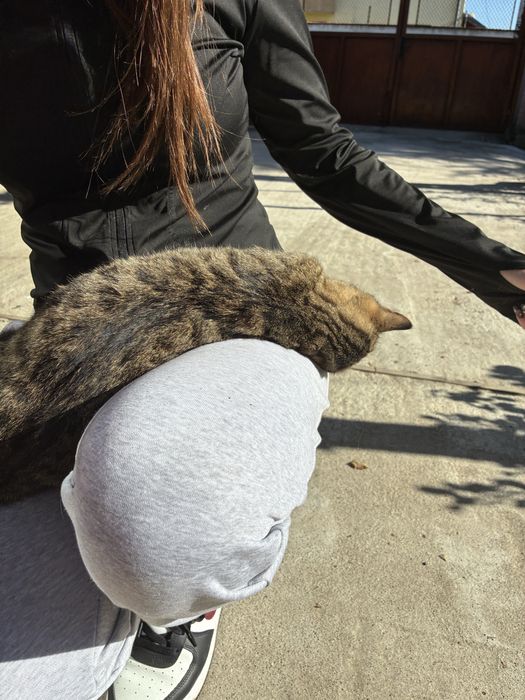 Женски котета на 5 месеца