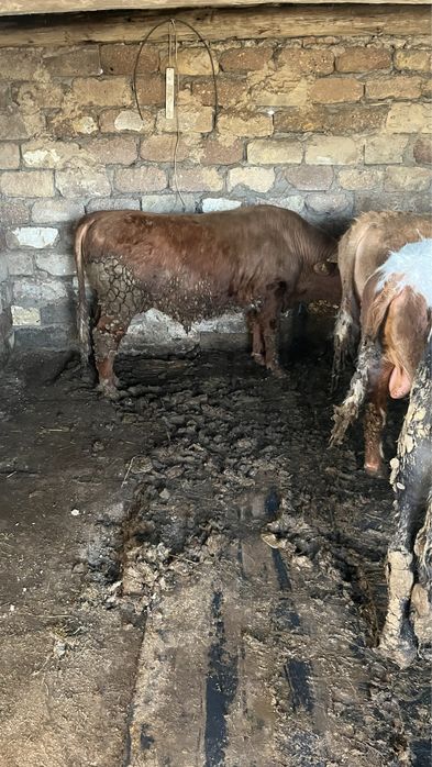 Продам бычки полтора,двухгодовалые