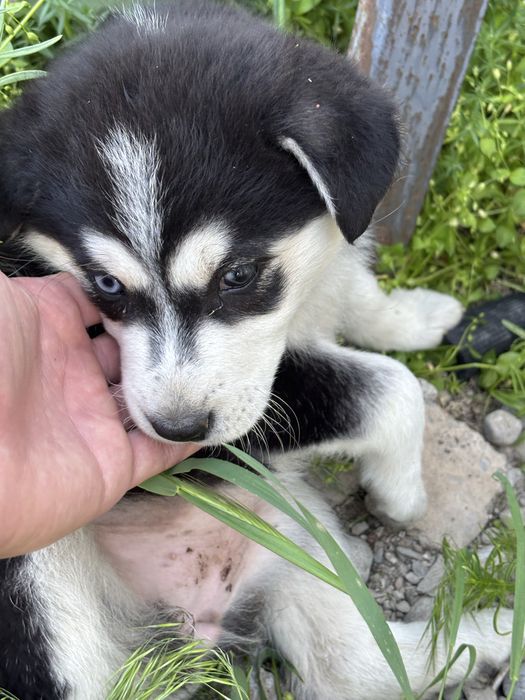 Щенок хаски полтора месяца