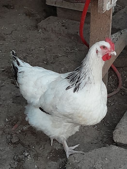 Oua pentru incubat Sussex