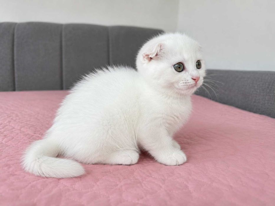 Pisicuță albă Scottish Fold, cu Pedigree
