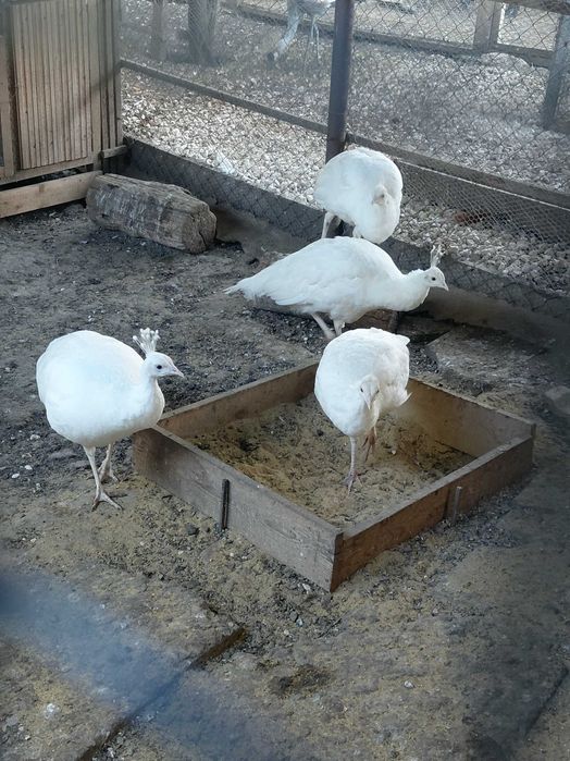 Бели пауни -женски