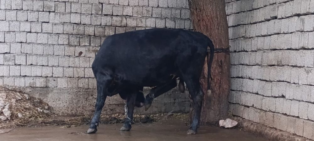Buqa angus gibrit 10 oyli yeb ichishi yahwi narhi 35mln som