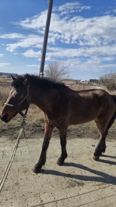 Мерин 10 лет рабочий