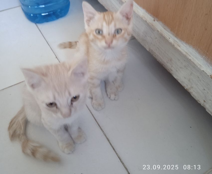 Роздам солнечно рыжых красивых котят!!!