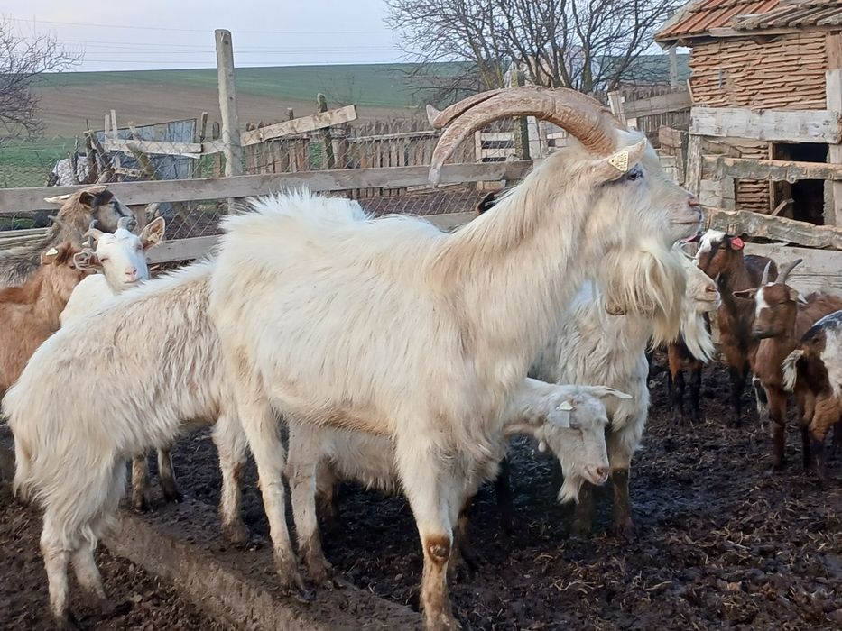 Tap sannen de vânzare