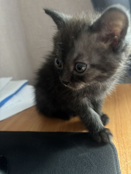 котенок британский прямоухий