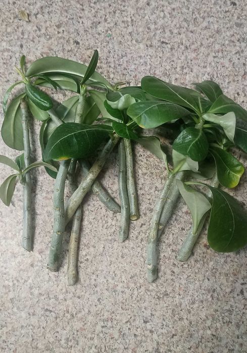 Продам срезы Адениума