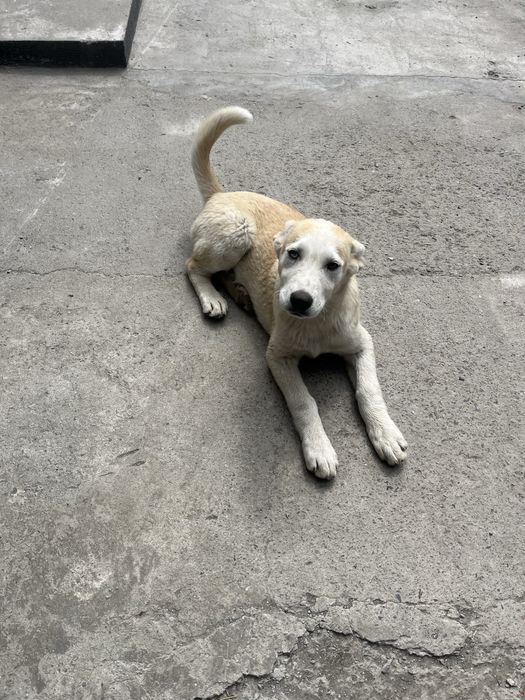 Продам щенков лабрадор хаски