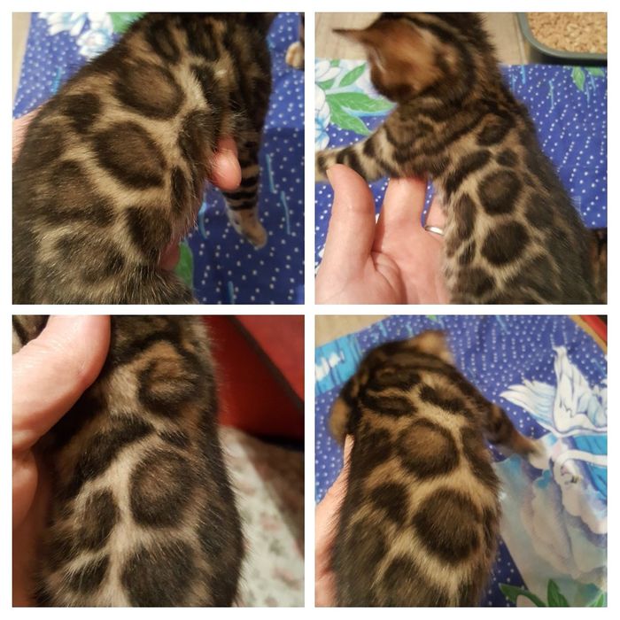 Продаются бенгальские малыши