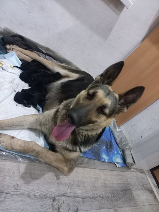 Щенки Восточно европейской овчарки