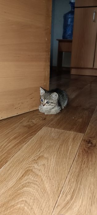 Отдадим котенка в добрые руки.