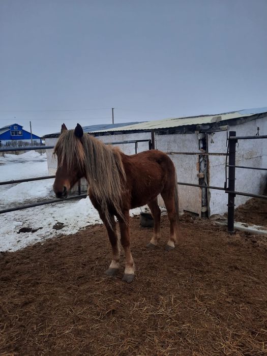 4 головы кобылы продаются