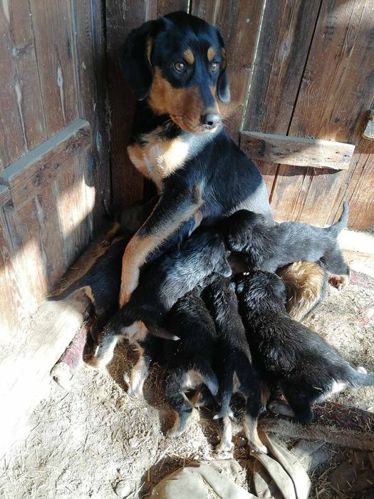 Подарявам ловни кучета