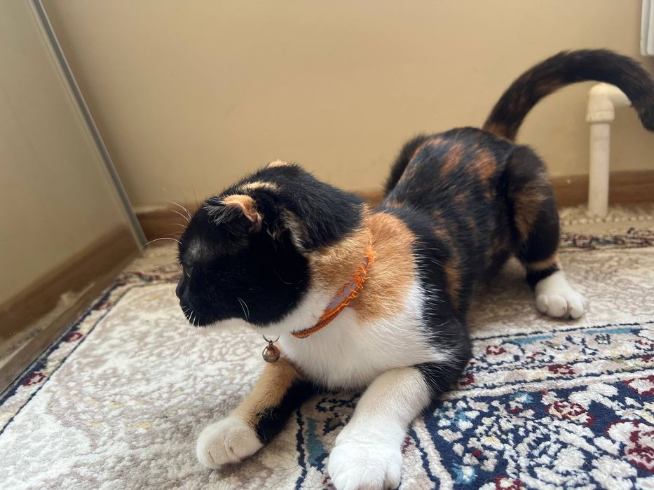 Mushuk, кошка hadiyaga