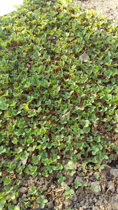 Рассада клубники