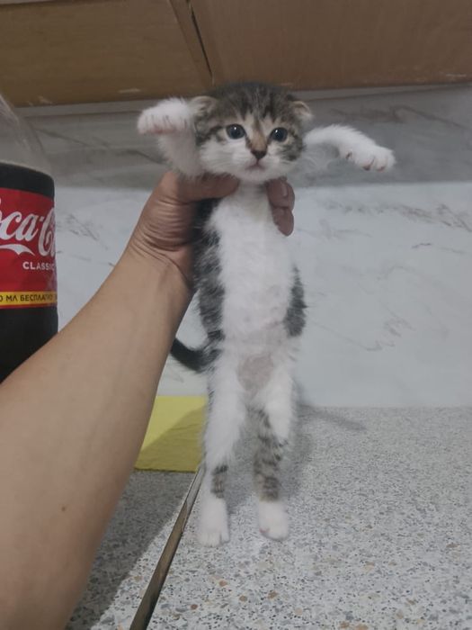 Продам котёнка шотландский вислоухий.