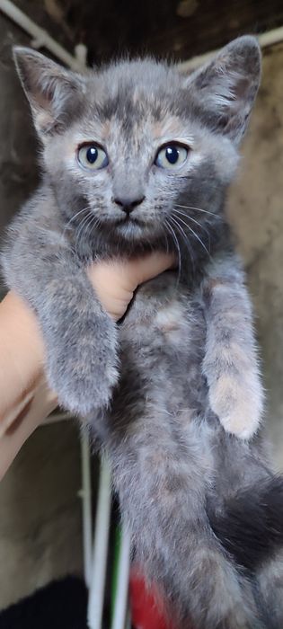 Отдаю котят в добрые руки