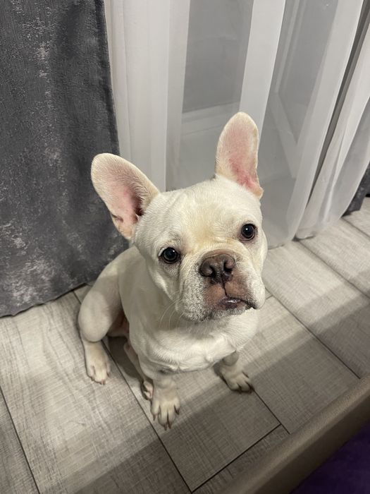 Прдается французский бульдог!