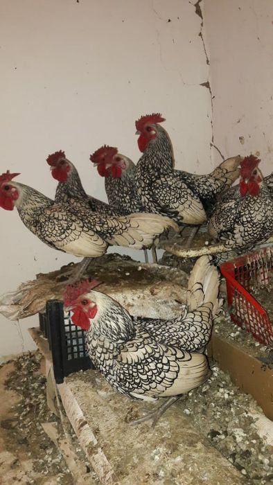 Петушки сибрайт срочно