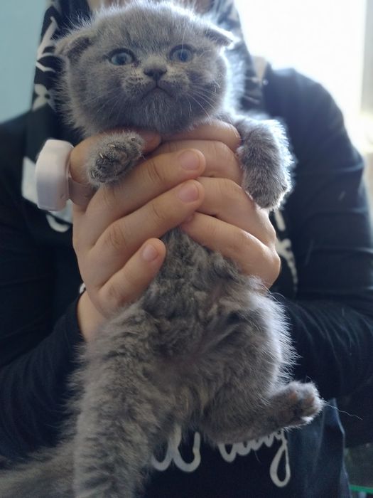 Чистокровные котята