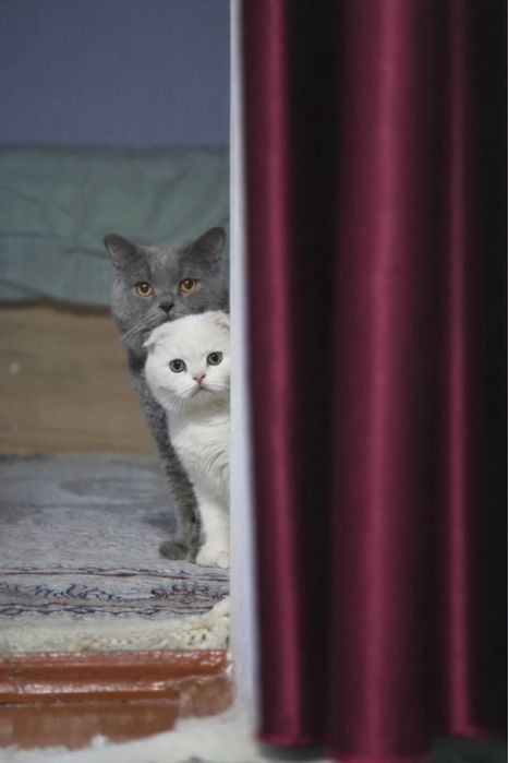 Вязкага эркак мушук