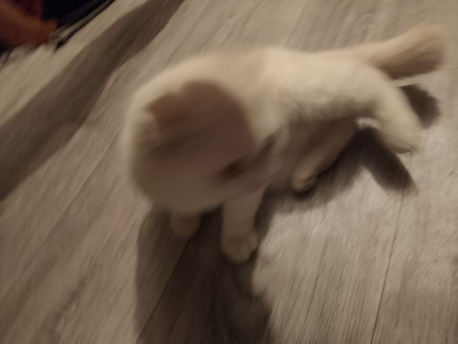 Кошка вихаустая продам