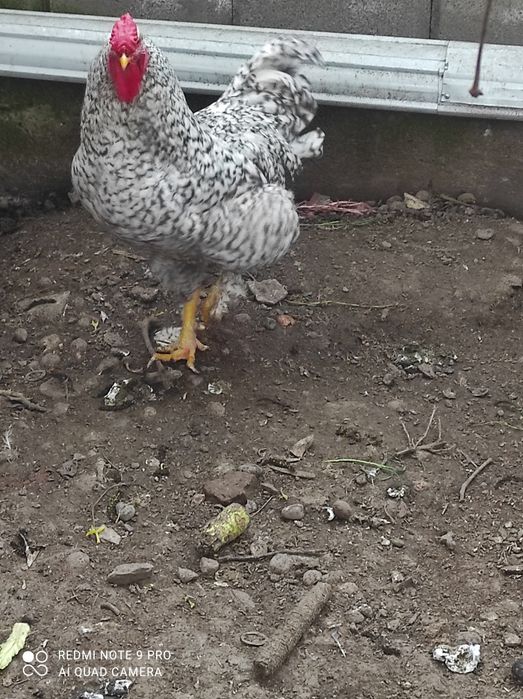 Продам красивого петуха