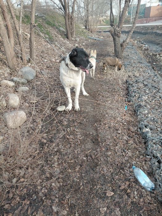 Продам алабай сука