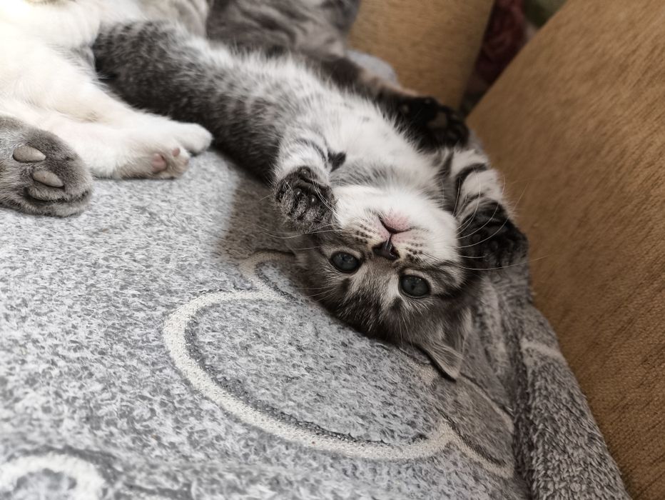 Котята вислоушки и британки