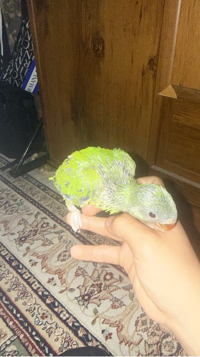 продаеться птенцы ожерелового попугая