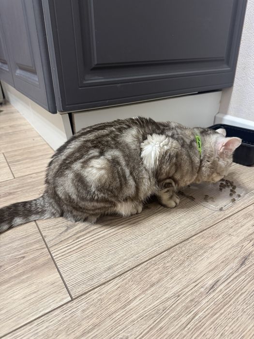 Шотландский кот прямоухий