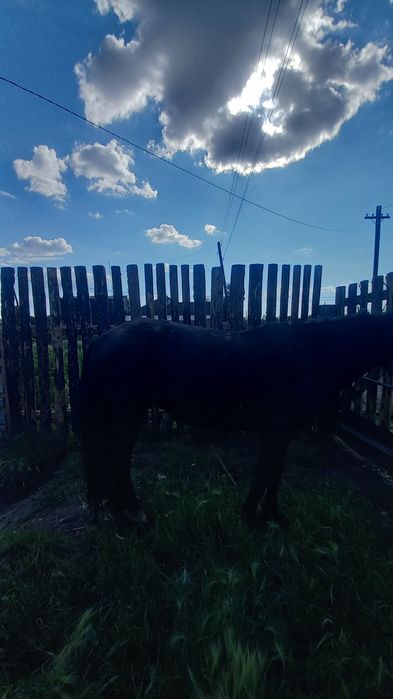 Семыз бие сатам қысыр 600