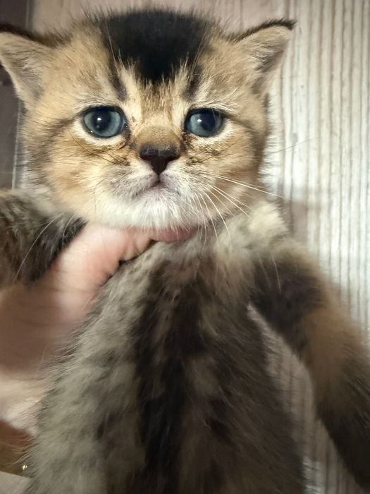 Скоттиш фолд чистокровные