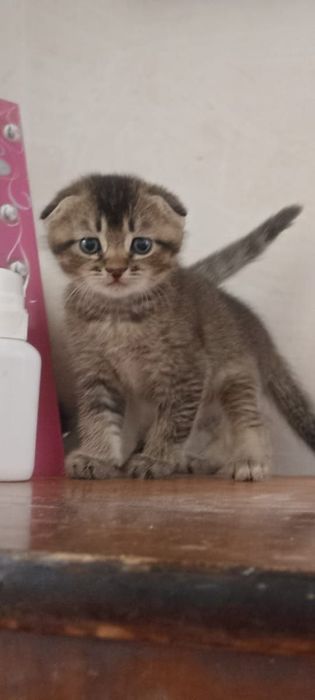 Котята шотланские