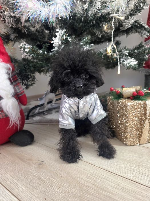 Пудел момче 8 месеца  19см