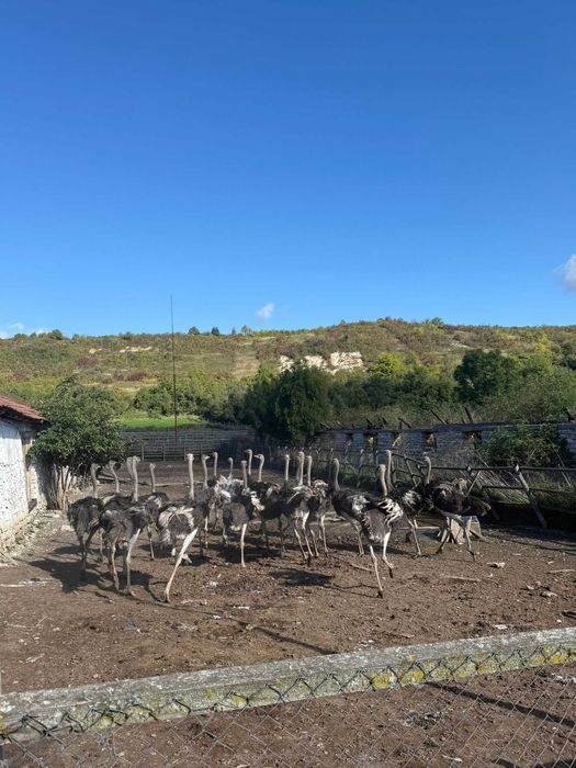 Vand pui Struti de 12-14 saptamani