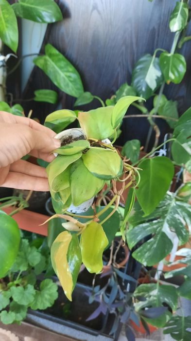 Комнатные растения, выращеные