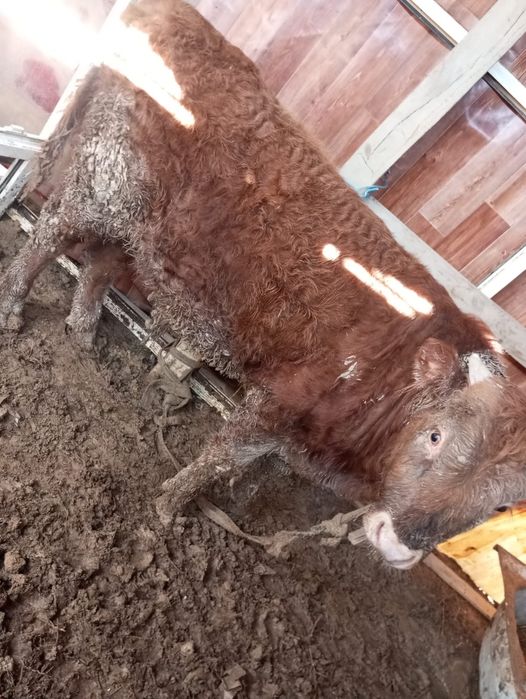 Еркек басбак саттылады