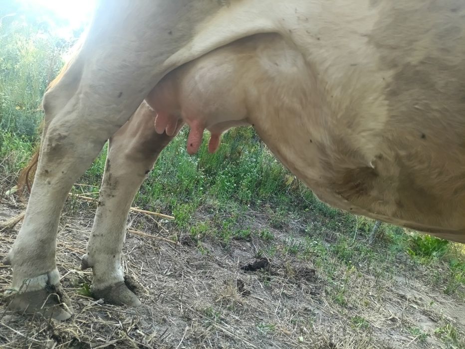 Vând vaca de patru ani