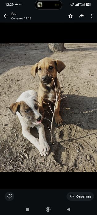 Одам щенков, девочка и мальчик
