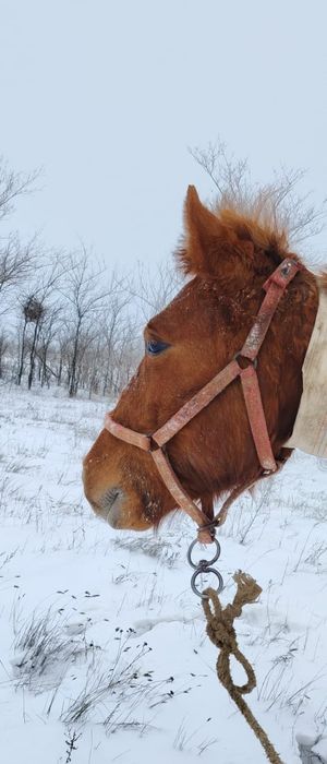 Жеребец жеребец итд Уточняйте цены