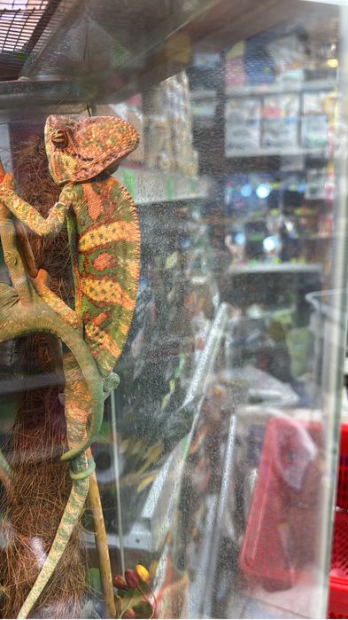 Йеменский хамелеон