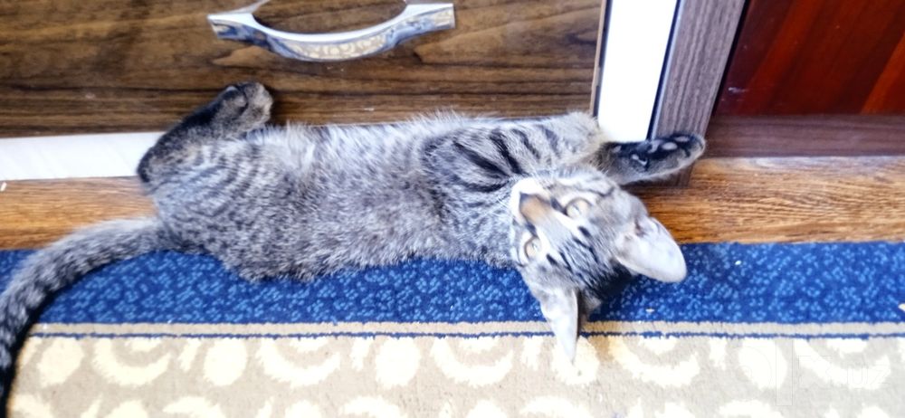 Котёнок в добрые руки бесплатно