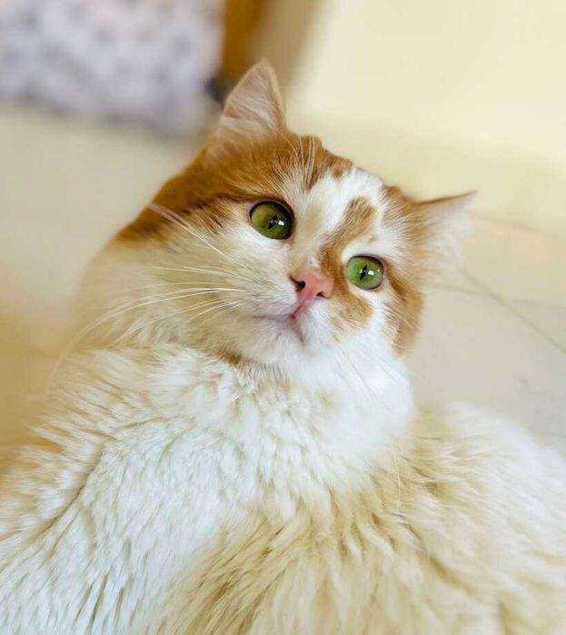 Коте Феличе търси дом