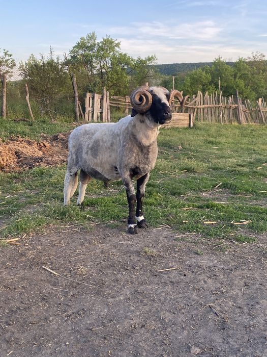 Vand oi breze de Petrosani