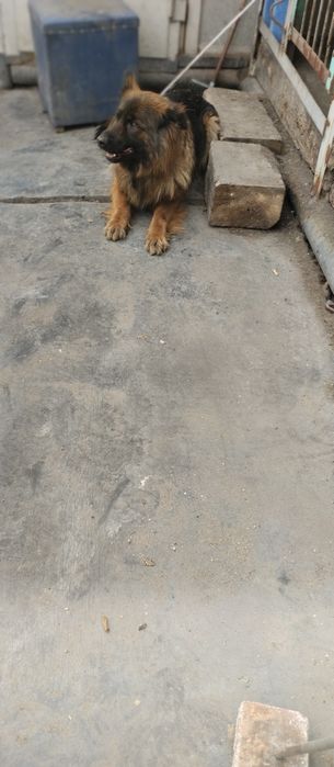 Продам немецкую овчарку