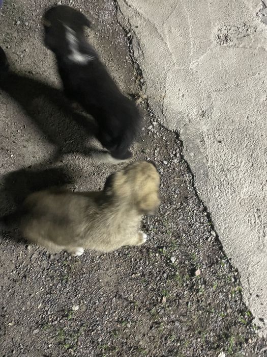 щенки 2 месяцааа