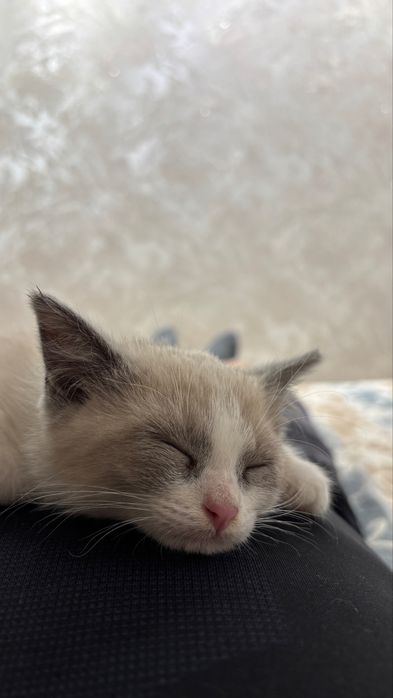 Котенок мальчик в добрые руки